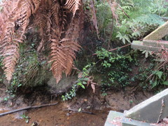 Geniostoma ligustrifolium ligustrifolium