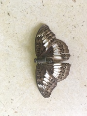 Euryphura isuka