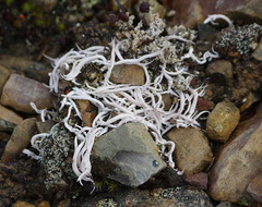 Thamnolia vermicularis vermicularis