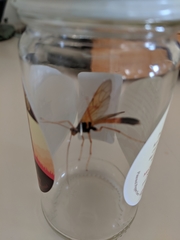 Opheltes glaucopterus barberi