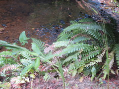 Blechnum chambersii