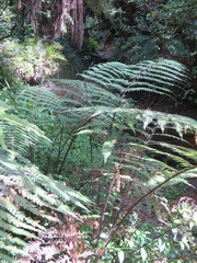 Cyathea medullaris