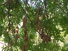 Kigelia africana africana