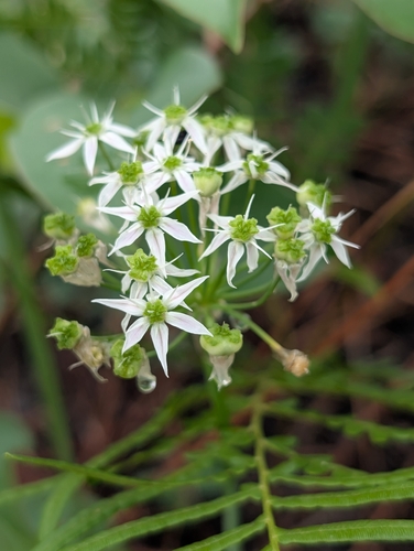 Striped garlic (Allium cuthbertii)