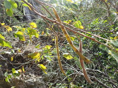 Chadsia coluteifolia