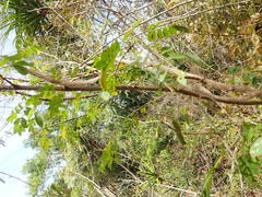 Chadsia coluteifolia