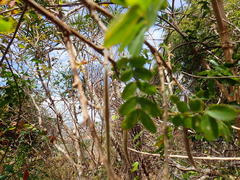 Chadsia coluteifolia