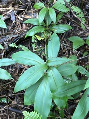 Habenaria pantlingiana