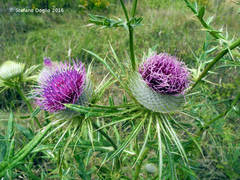 Cirsium lobelii