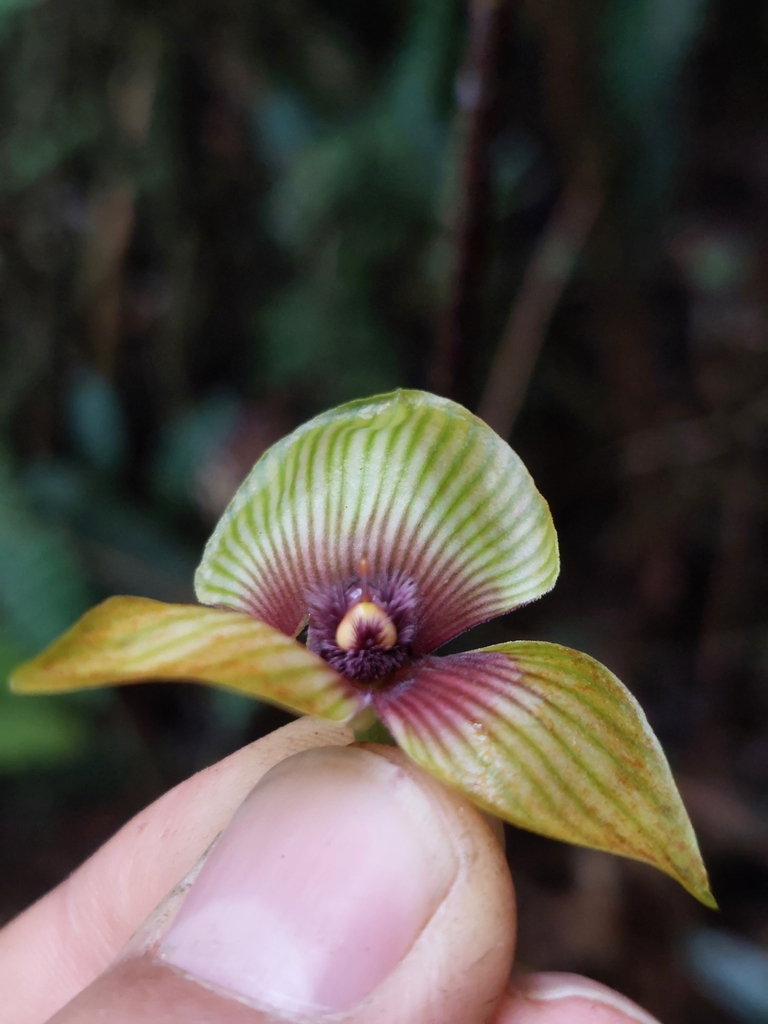 Telipogon gracilis