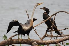 Anhinga melanogaster
