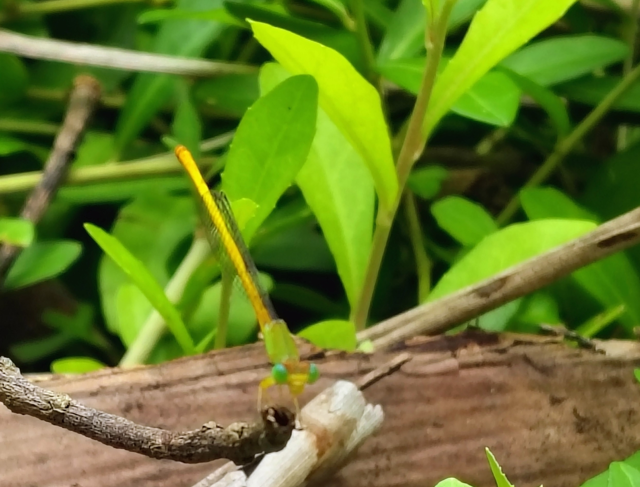 Coromandel Marsh Dart