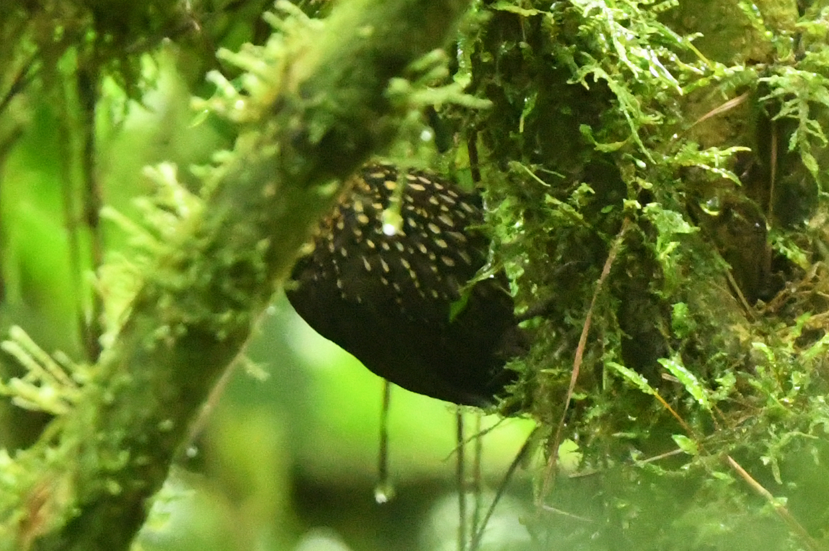 Spotted Barbtail (Premnoplex brunnescens), photo 10