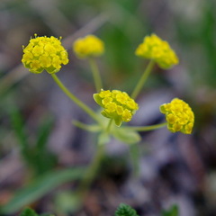 Bupleurum americanum