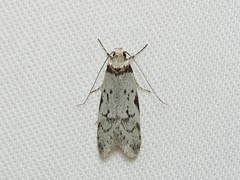 Philobota orescoa