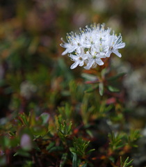 Rhododendron tomentosum