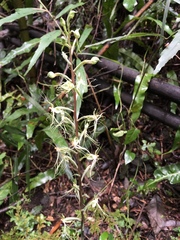Habenaria polytricha