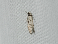 Philobota orescoa