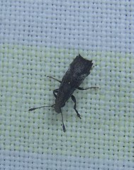 Genethila retusa