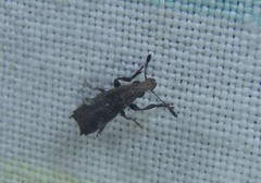 Genethila retusa