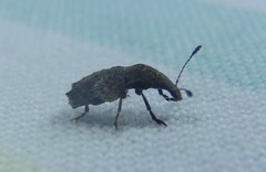 Genethila retusa