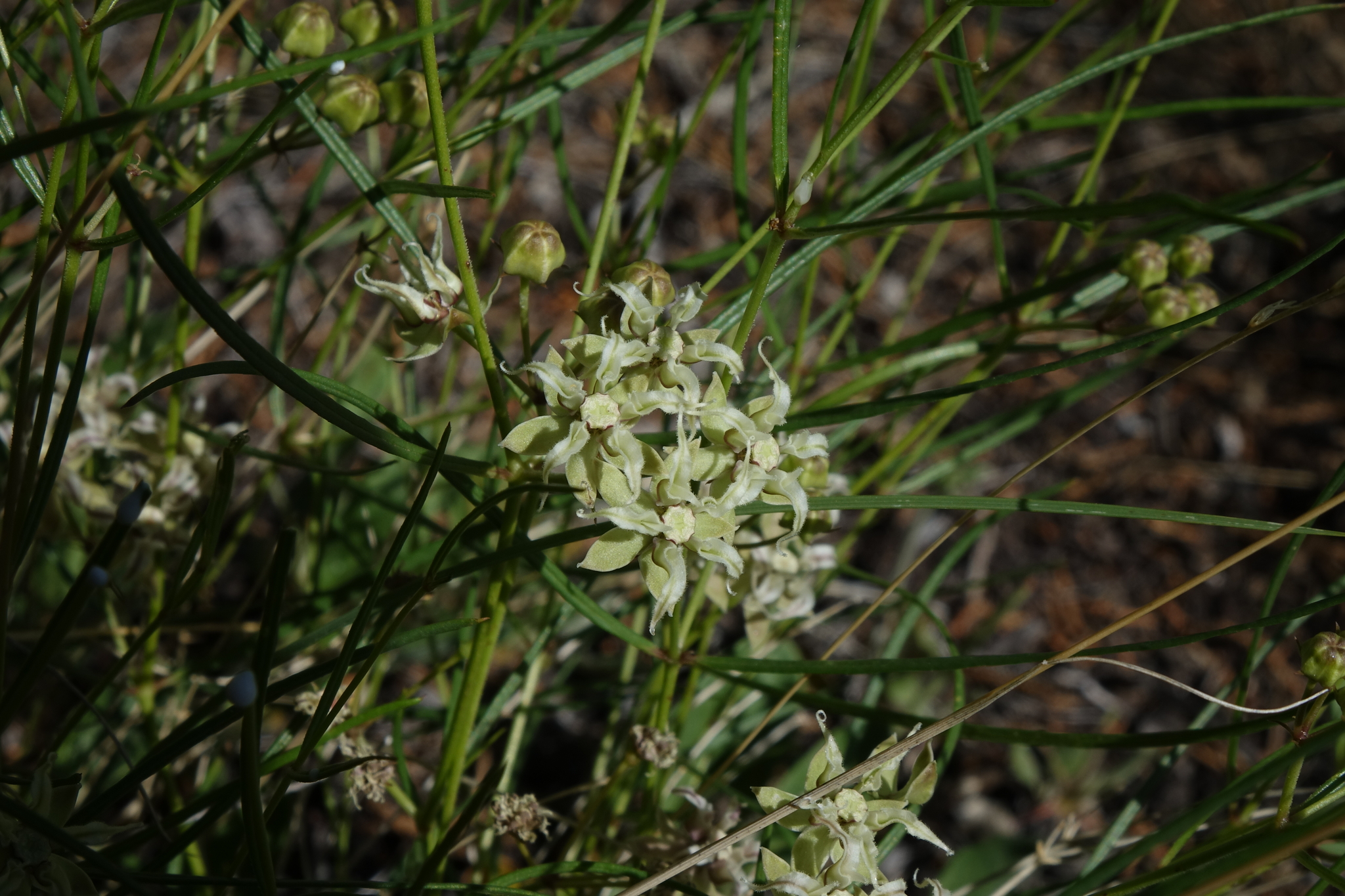 Asclepias macrotis