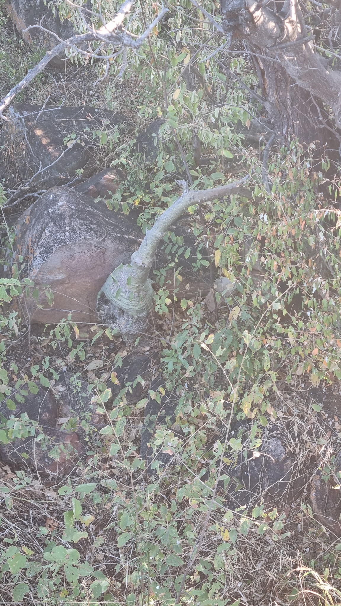 Imagem de Adenia glauca