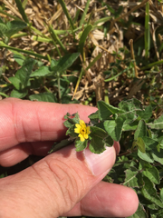 Calyptocarpus vialis