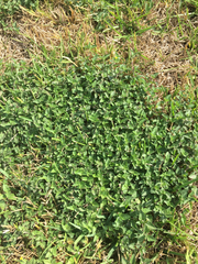 Calyptocarpus vialis