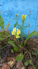 Linaria vulgaris
