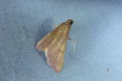 Endotricha mesenterialis