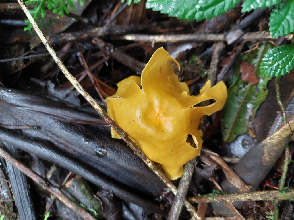 Marasmius hymenogloeus · June 2025 · photo: © danielmesa1 (iNaturalist, cc-by)