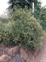 Cleome gynandra