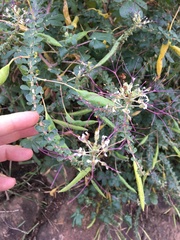 Cleome gynandra