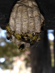 Mischocyttarus cerberus