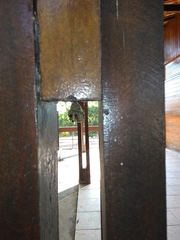 Mischocyttarus cerberus