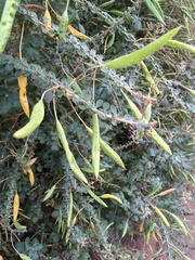 Cleome gynandra
