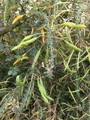 Cleome gynandra