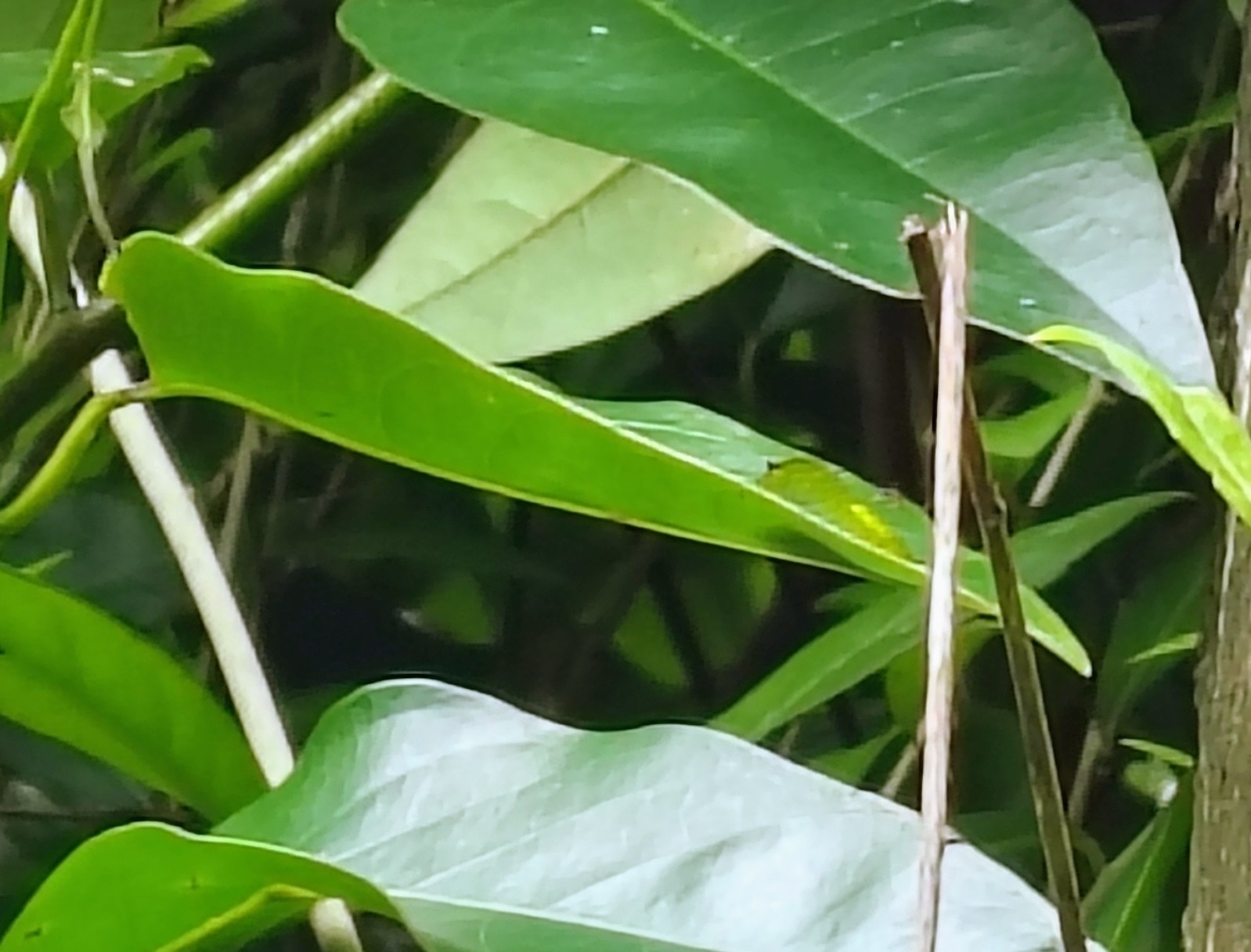 Tailed Jay