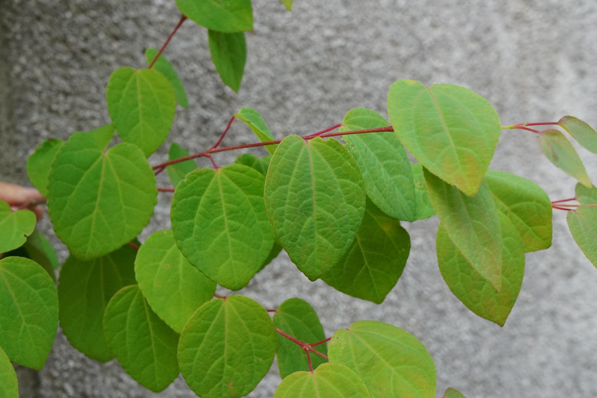 Katsura Tree (Cercidiphyllum japonicum)