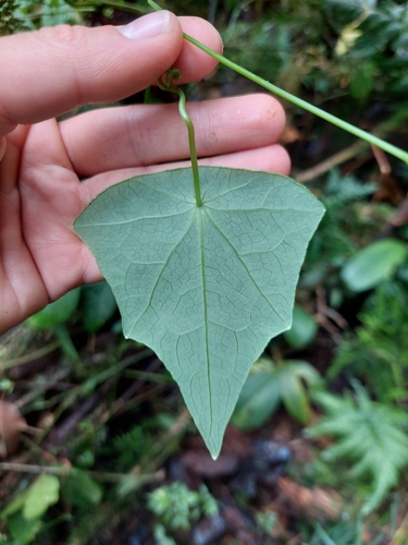 Tropaeolum deckerianum (Tropaeolum deckerianum)