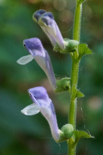 Tall skullcap (Scutellaria altissima)
