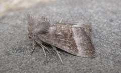 Papaipema eupatorii