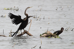 Anhinga melanogaster