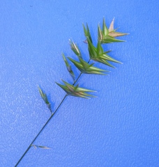 Chasmanthium ornithorhynchum