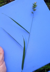 Chasmanthium ornithorhynchum