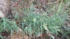 Chasmanthium ornithorhynchum