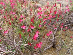 Hermannia stricta
