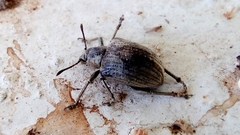 Cydianerus argenteus