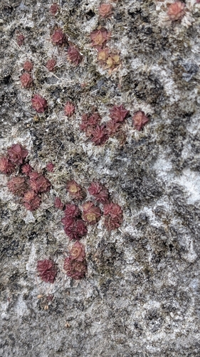 Pinguicula gracilis